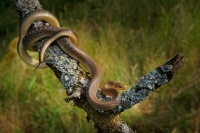 Uzovka stromova - Zamenis longissimus - Aesculapean Snake o0077